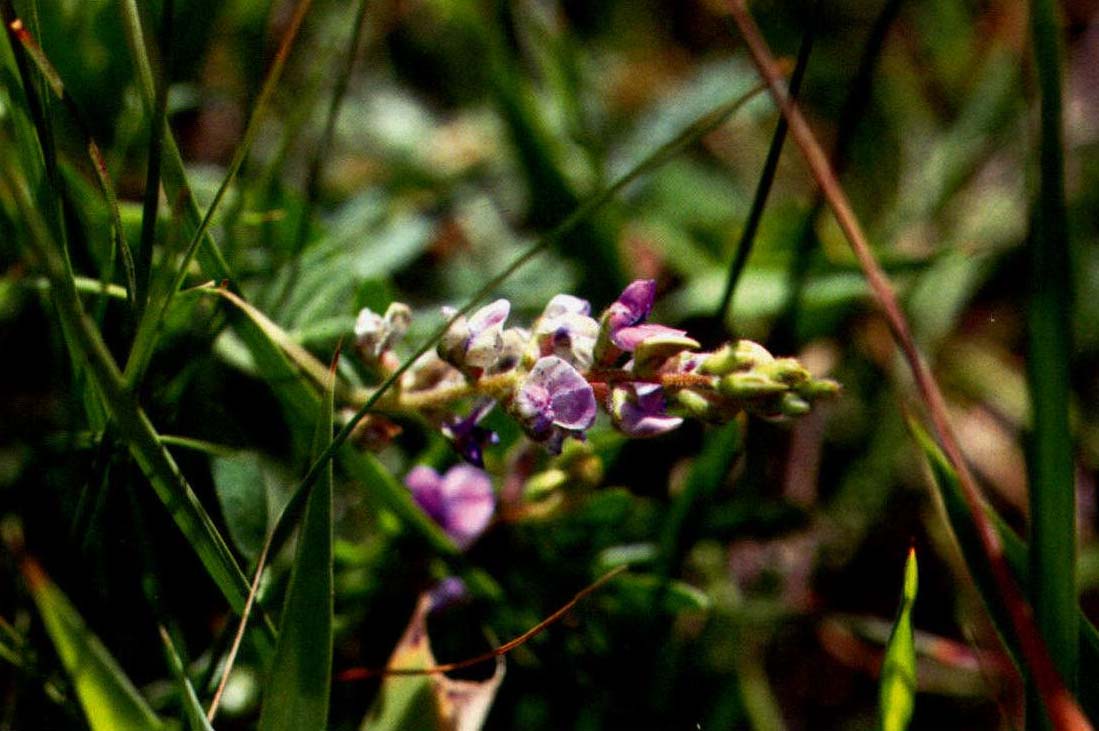 小花棘豆